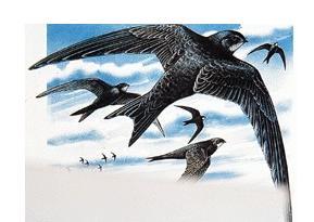 雨燕直播足球免费入口一键直达精彩比赛不错过任何进球瞬间