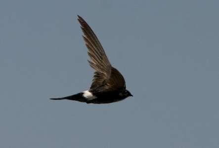 雨燕直播足球免费观看高清赛事无广告实时转播全球焦点战