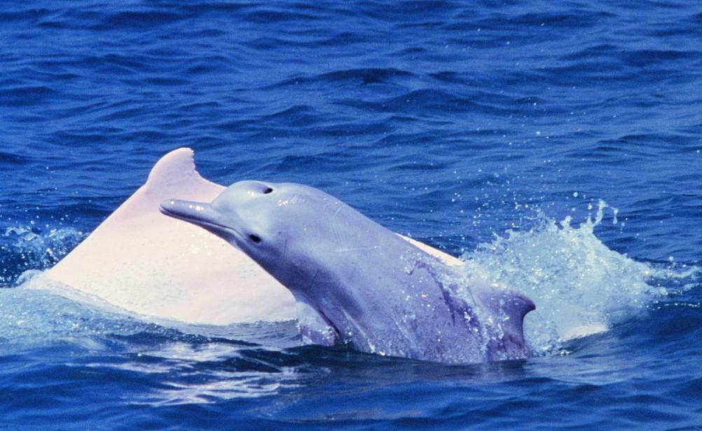 中華白海豚  海洋生態