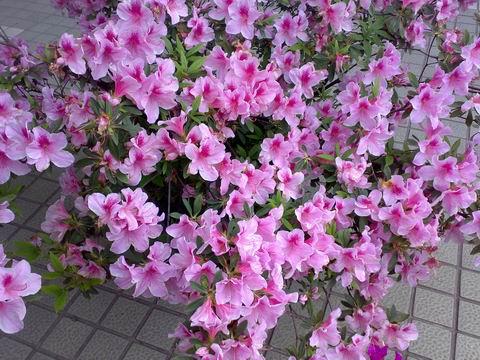 金达莱花+-+搜狗百科