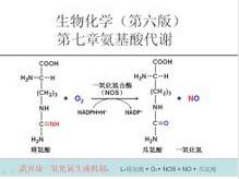 no(一氧化氮)