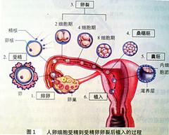 胚胎发育