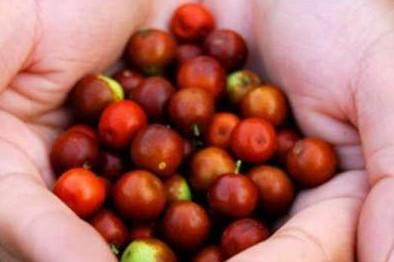 酸枣(鼠李科枣属植物)