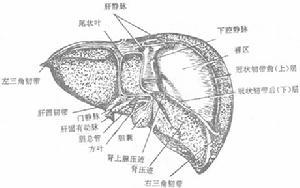 发病机制:肝错构瘤一直被看作生长发育期形成的伴随肝门结构生长的