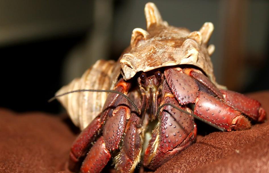 寄居蟹(节肢动物门动物)