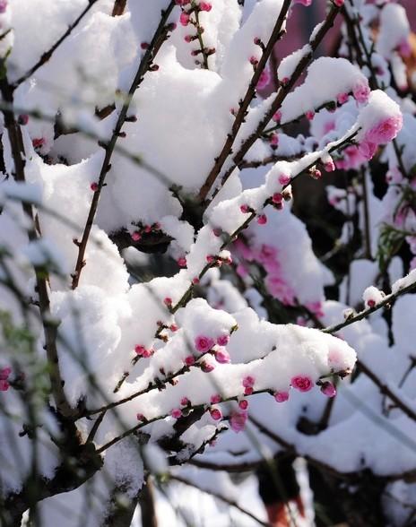 《春雪》是唐代诗人韩愈的作品,描绘了姗姗来迟的白雪纷纷扬扬的画面.