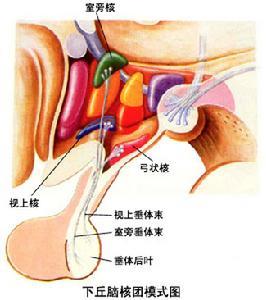 1,先天性或遗传因素如性发育不全和嗅觉丧失症群;下丘脑激素缺乏如下