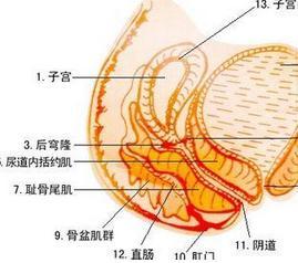 子宫内翻