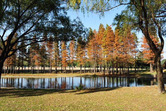 上海共青森林公园+-+搜狗百科