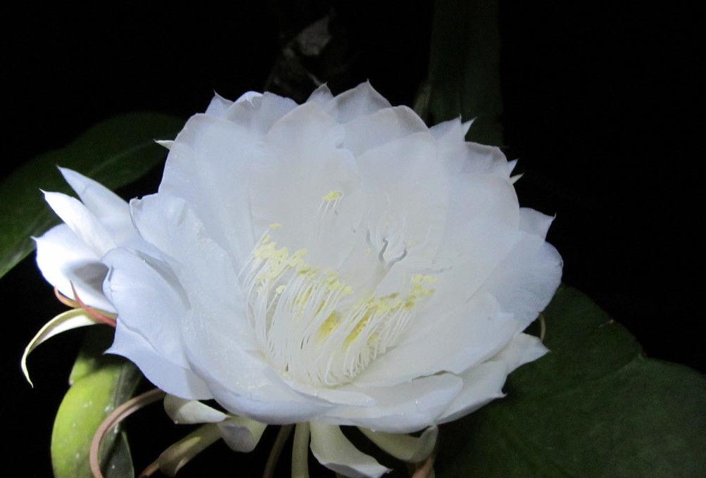 韦陀花