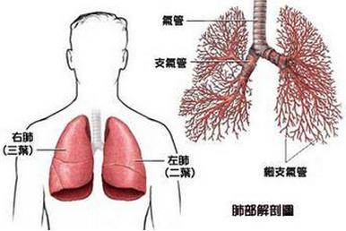 支气管肺癌