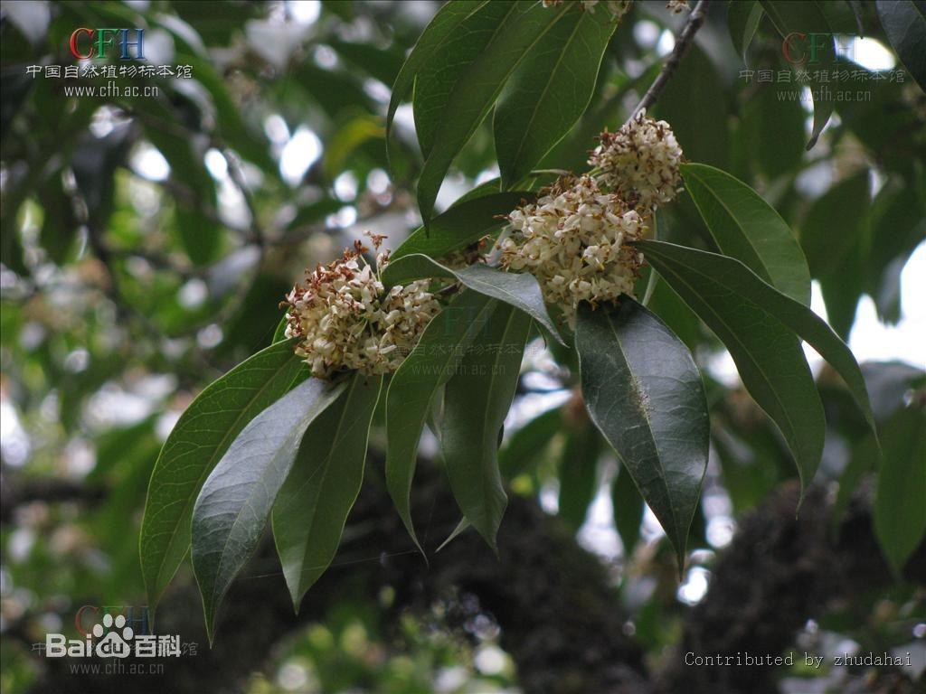 野桂花属柃木,不同于普通桂花.