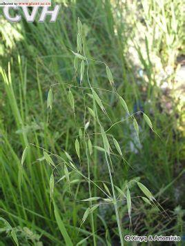 野燕麦为一年生草本植物.