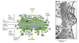 (golgiapparatus,golgicomplex)亦称高尔基复合