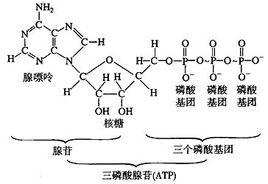 由1分子腺嘌呤,1分子核糖和3分子磷酸组成,简称atp