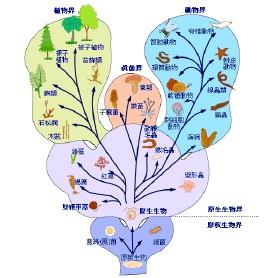 分类就是遵循分类学原理和方法,对生物的各种类群进行命名和等级划分.