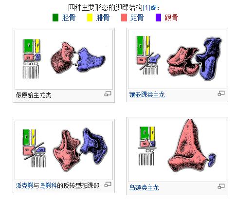 自从70年代以来,科学家主要依据主龙类的踝部结构来将它们分类.