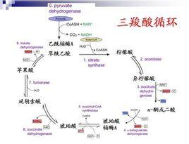 三羧酸循环有何生理意义?体内以哪种方式补充草酰乙酸