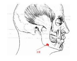 下颚(maxillae,单数maxilla)是一对位于上颚