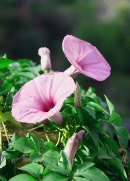 衬托烘托区别-学路网-学习路上 有我相伴