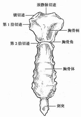 是一块上宽下窄,前凸后凹的扁骨,分胸骨柄,胸骨体和剑突3部分