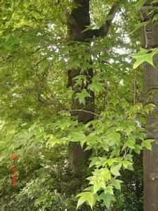 枫香,又名枫香树,为金缕梅科落叶乔木植物,生