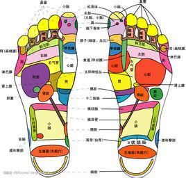 足底反射区,相当人体的各部位器官在足底都