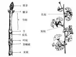 茎一般分化成短的节和长的节间两部分.