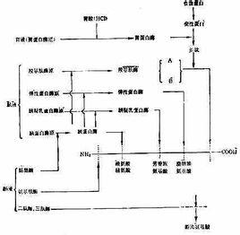 在胰脏是作为酶的前体胰蛋白酶原而被合成的.