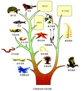 生物进化是指一切生命形态发生,发展的演变过程.