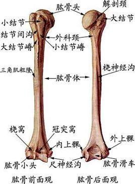 上端有半球形的肱骨头与肩胛骨的关节盂组成肩关节;下端与尺,桡骨的