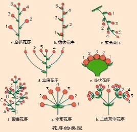 无限花序:花序下部或外围的花先形成,后及顶端及中心,花轴可继续伸长.
