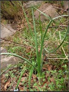 别名小根蒜,山蒜,苦蒜,小么蒜,小根菜,小根菜,大脑瓜儿,野蒜,野葱,野