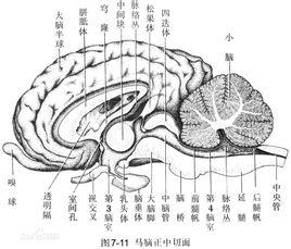 中枢神经系统