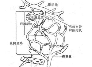 甲皱毛细血管袢数减少