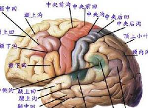 丘脑出血破入脑室 - 搜索 - 搜狗百科