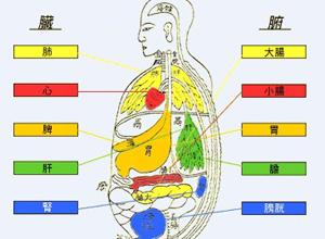 古人把内脏分为五脏和六腑两大类:五脏是心,肝,脾,肺,肾;六腑是胆,胃