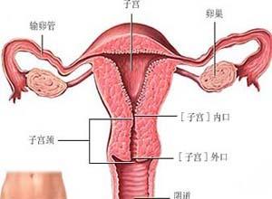 子宫附件位于子宫侧后方的卵巢及输卵管