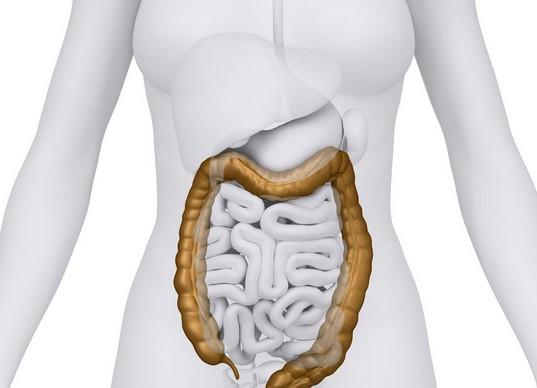 肠道是人体最大的消化器官和排毒器官.