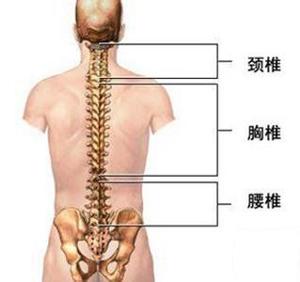 由于脊髓不同节段的损伤所出现的症状和体征各不相同,从脊髓损伤的