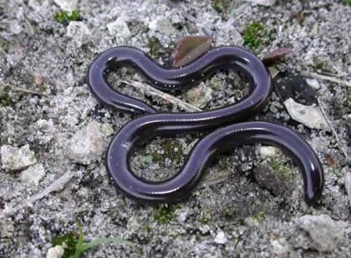 钩盲蛇的学名,是由印度教名词