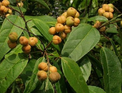 巴豆树为常绿乔木,高6～10米.巴豆是一种常用的中草药,其
