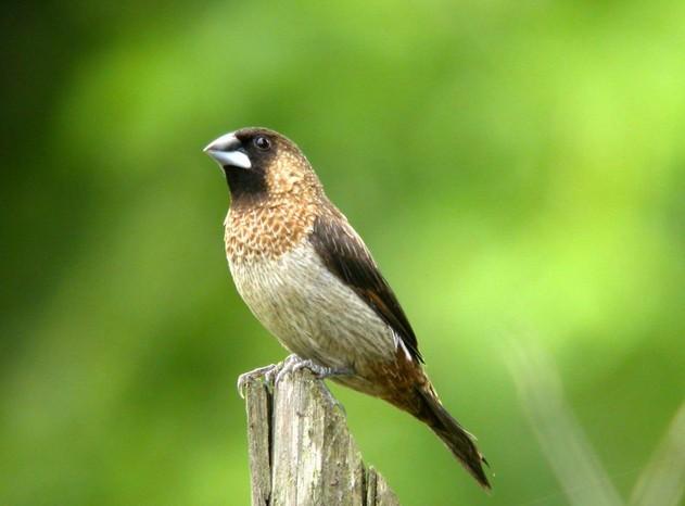 文鸟又名爪哇禾雀,是侏形雀(mannikin)与梅花雀(waxbill)等似雀类的通