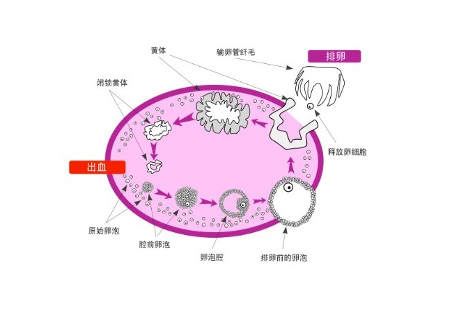 卵泡破裂就是指排卵,是卵细胞和它周围的卵丘颗粒一起被排出的过程.