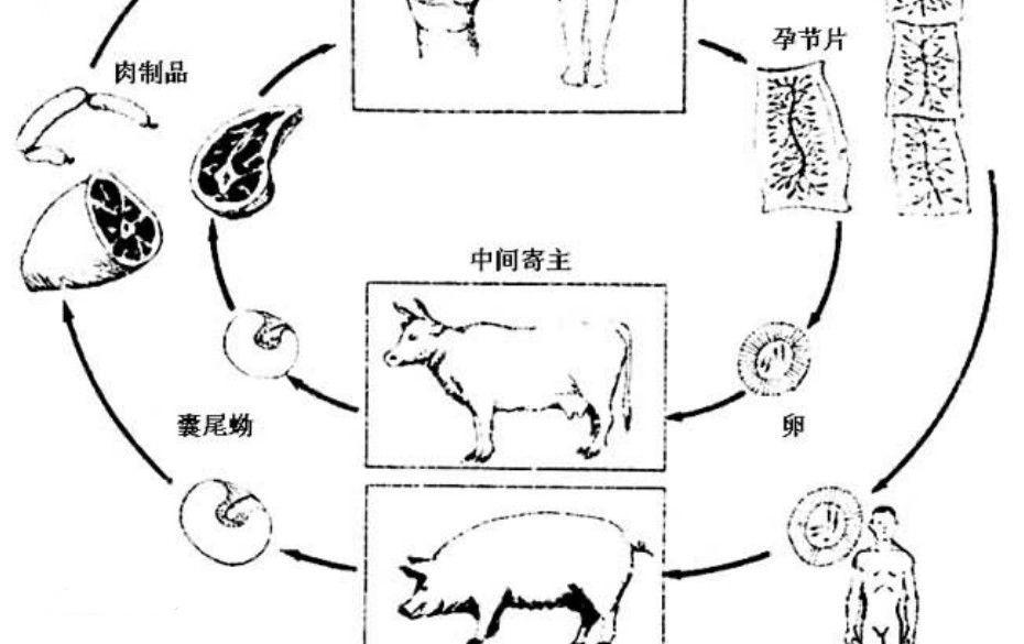 牛带绦虫