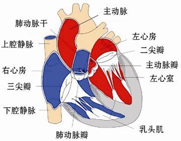 心脏瓣膜疾病