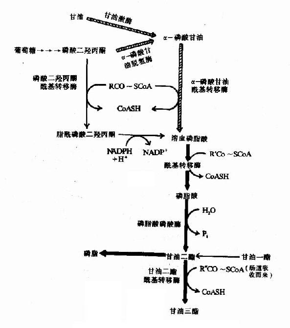 甘油三酸酯,亦作三酸甘油酯,为动物性油脂与植物性油脂的主要成分