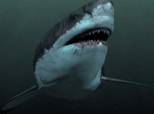 全部版本 历史版本  巨齿鲨(megalodon),别称是大牙鲨,在希腊语中的