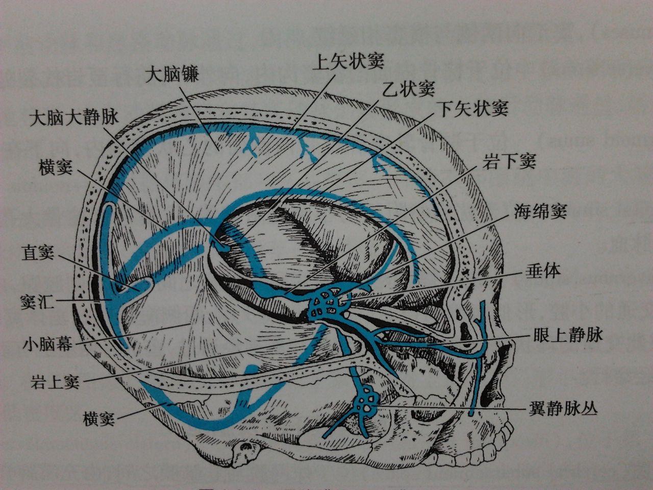 形成直窦主要引流丘脑,颞叶内侧面,枕叶和小脑上蚓部