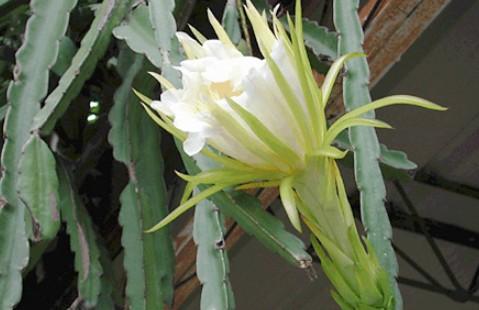 为仙人掌科量天尺属植物量 为仙人掌科量天尺属植物量